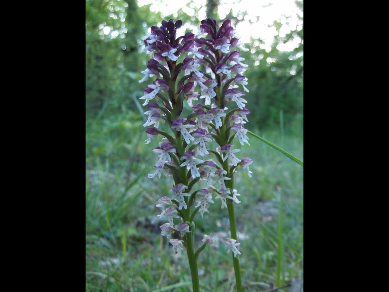 Orchis flambé?
