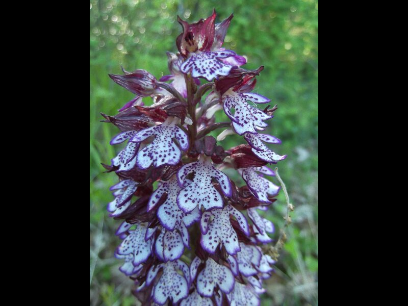 orchis pourpre?