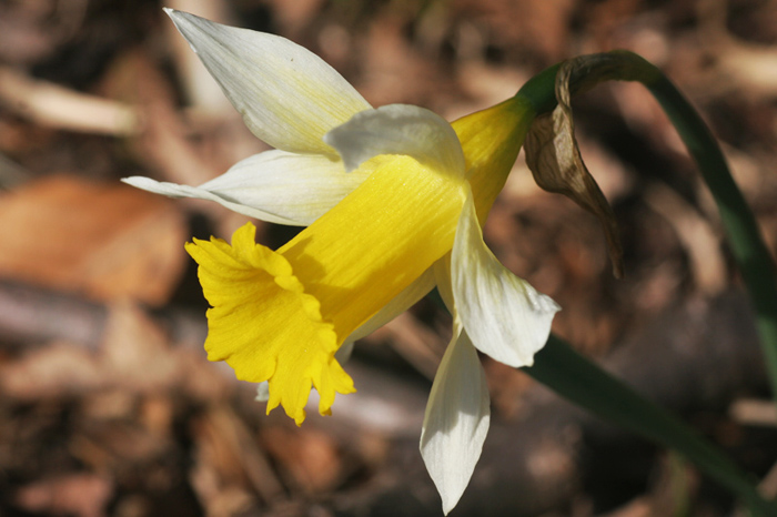Narcissus pseudonarcissus 2.jpg