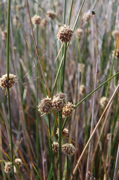 Scirpoides holoschoenus romanus (2) [1600x1200].JPG