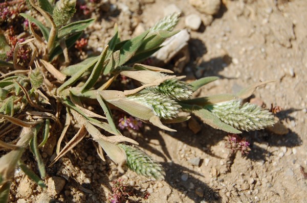 Rostraria litorea (3) [1600x1200].JPG