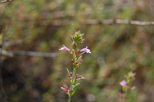 Micromeria graeca (29) [1600x1200].JPG