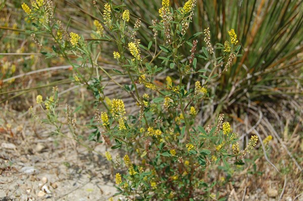 Melilotus indicus (8) [1600x1200].JPG