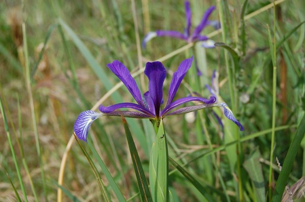 Iris spuria maritima (8) [1600x1200].JPG