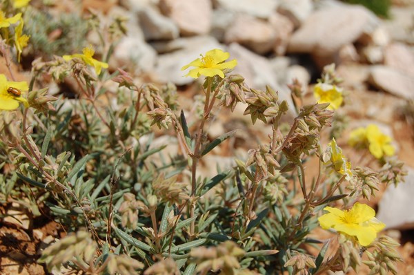 Helianthemum syriacum (1) [1600x1200].JPG