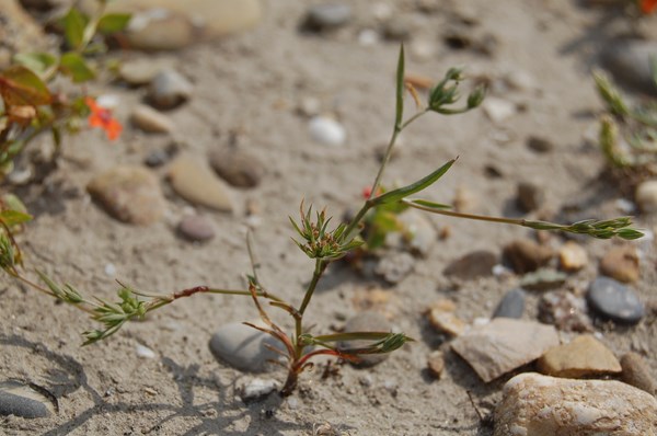Bupleurum semicompositum (6) [1600x1200].JPG