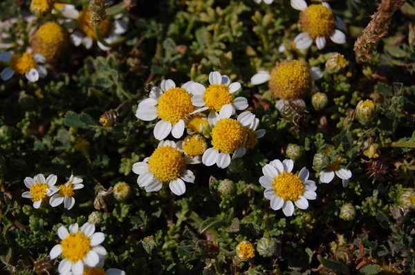 Anthemis secundiramea (3) [1600x1200].JPG