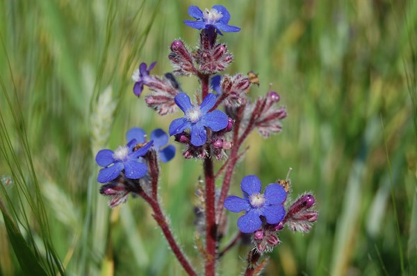 Anchusa italica (4) [1600x1200].JPG