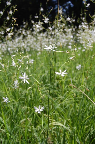 Anthericum ramosum [1600x1200].jpg