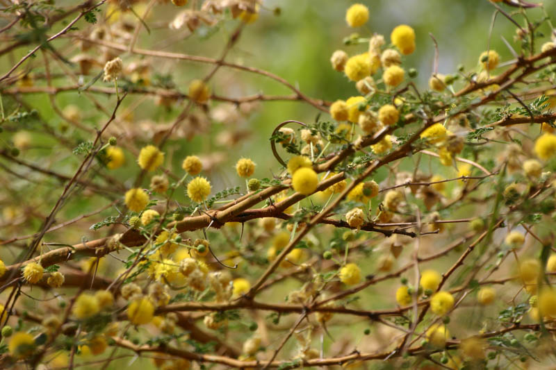 Acacia red 3.jpg