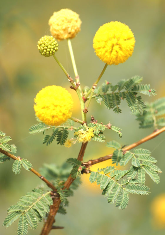 Acacia red 4.jpg