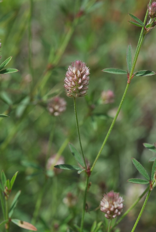 Trifolium arvense