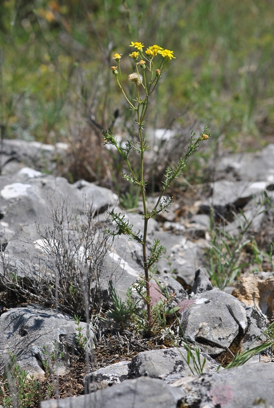 Senecio gallicus