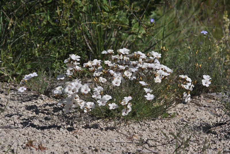 Linum suffruticosum