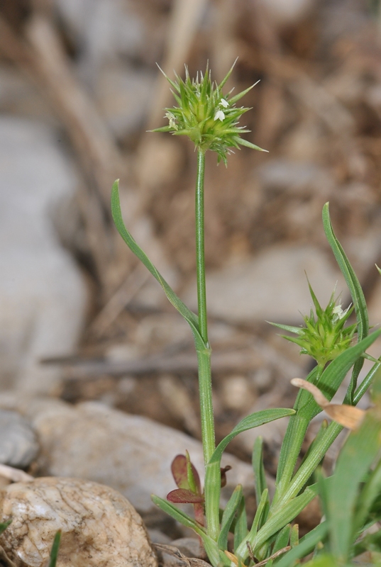 Echinaria capitata