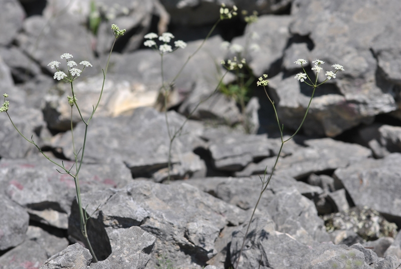 Bunium bulbocastanum