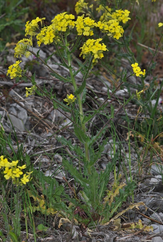 Biscutella cichoriifolia