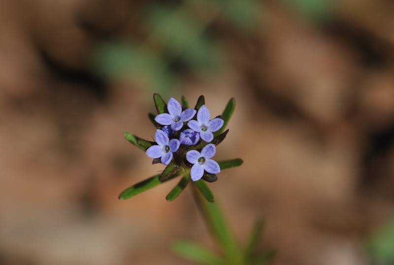 Asperula arvensis