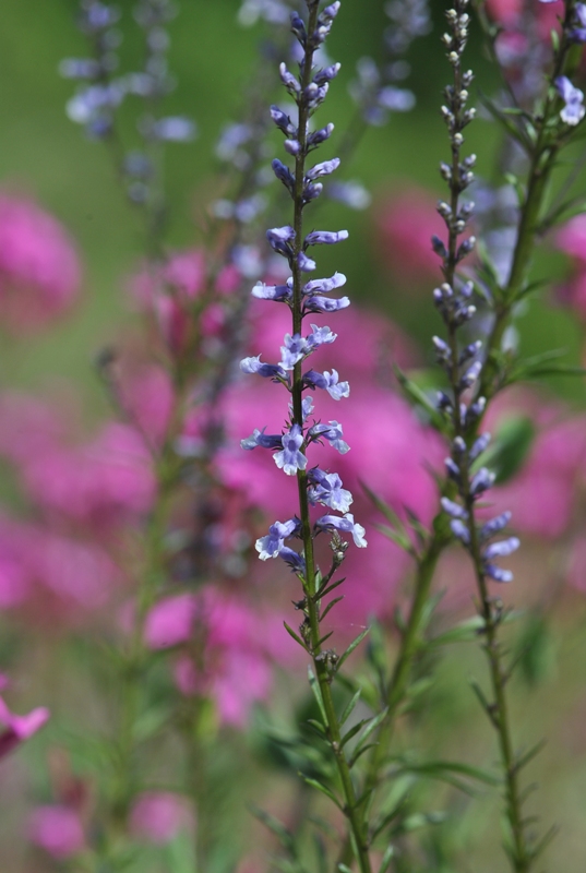 Anarrhinum bellidifolium