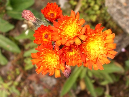 Inflorescence en bout de la tige