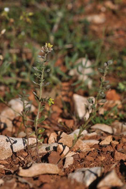 Alyssum simplex