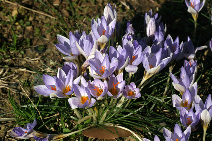 Crocus biflorus 1a.jpg