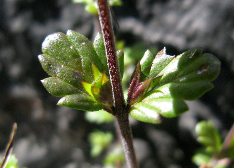 Scrofulariacées - Euphrasia red 4.jpg