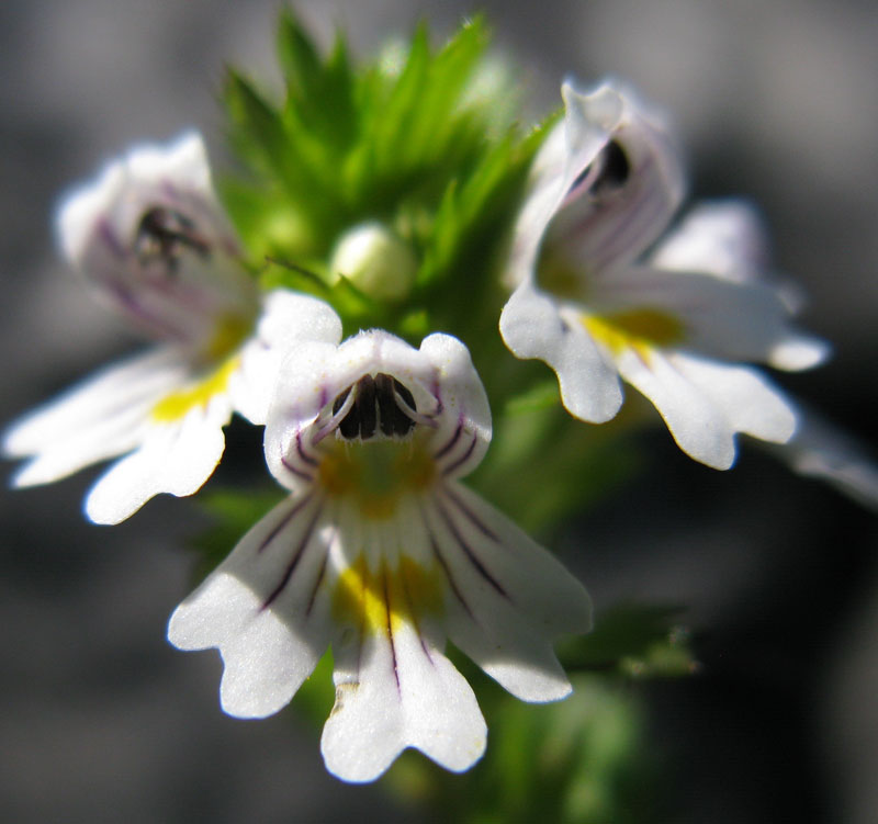 Scrofulariacées - Euphrasia red 5.jpg