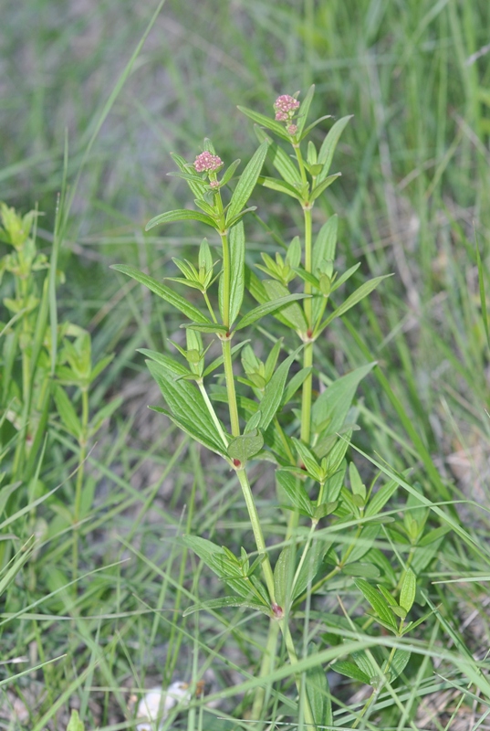 Galium rubioides
