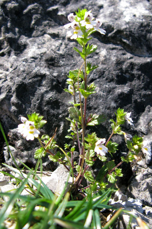 Scrofulariacées - Euphrasia red 6.jpg