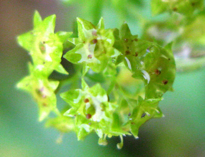Rosacées - Alchemilla sp - Roumanie red 3.jpg