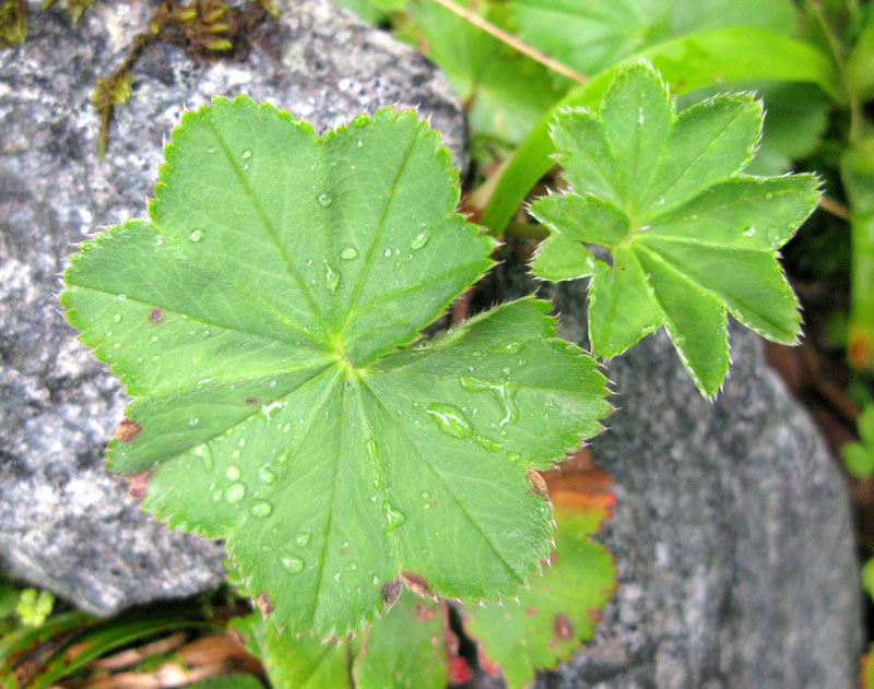 Rosacées - Alchemilla sp - Roumanie red 4.jpg