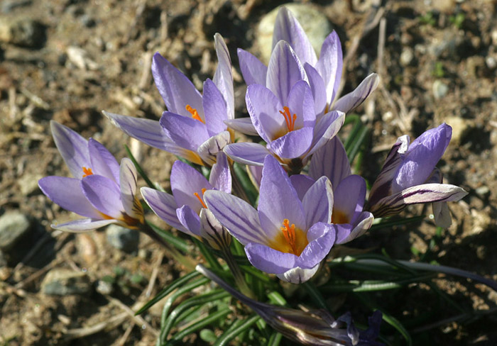 Crocus biflorus 2.jpg