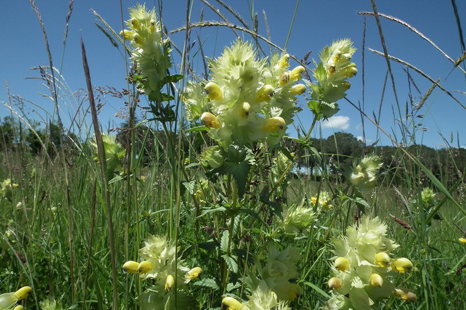 nature 233.jpg