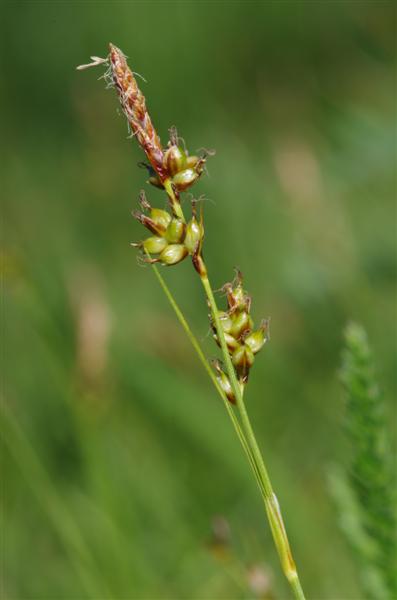 Carex liparocarpos