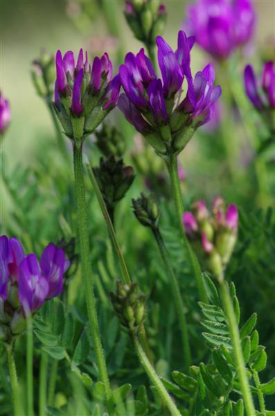 Astragalus danicus