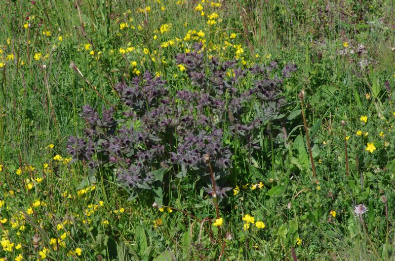 Nonea erecta - Un grand merci à Lionel pour celle-ci (entre autre), je ne l'aurais jamais trouvé sans ses indications !!!