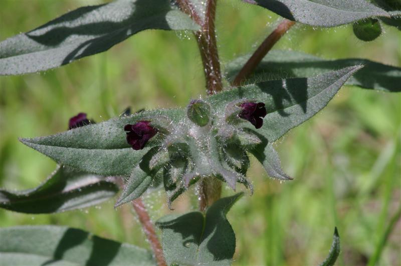 Nonea erecta