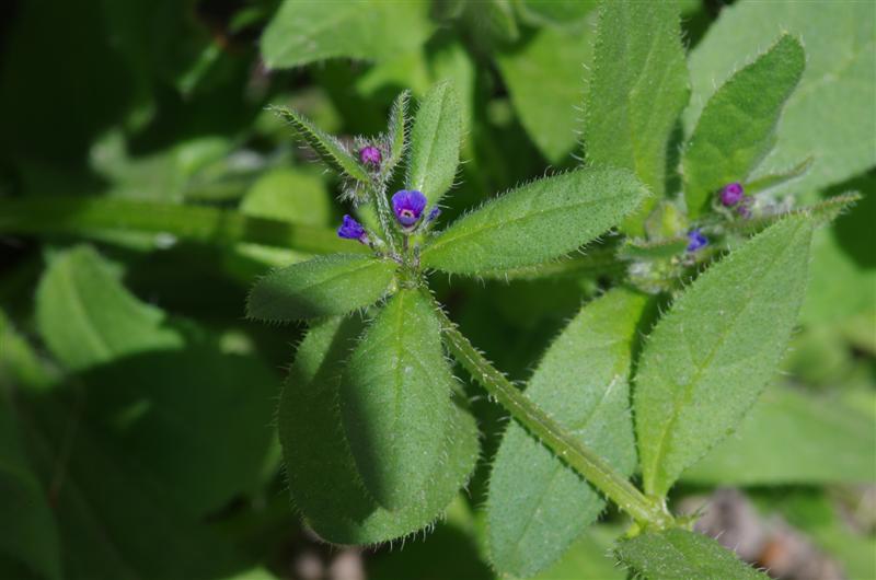 Asperugo procumbens