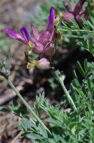 Astragalus vesicarius ssp vesicarius