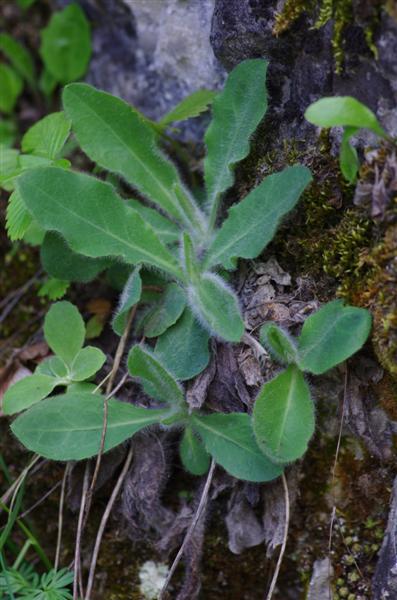 Hieracium lawsonii - ceux qui ont l'habitude des parois rocheuses des Alpes et des Pyrénées devraient trouver, c'est un grand classique.