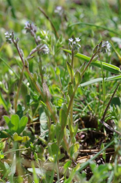 Myosotis stricta