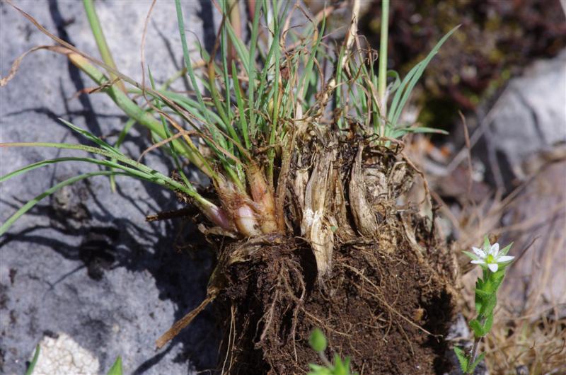 Poa perconcinna - la même mais vue de la base de la plante