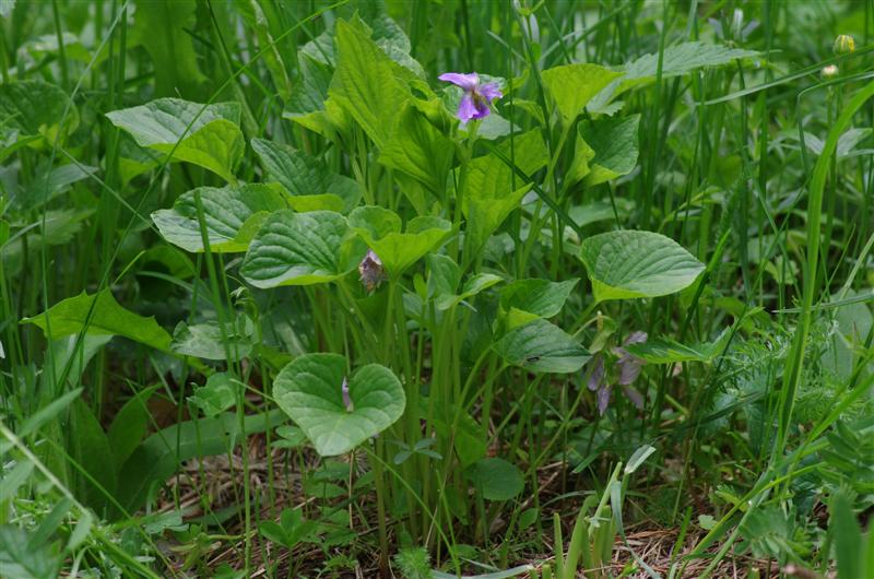 Viola mirabilis