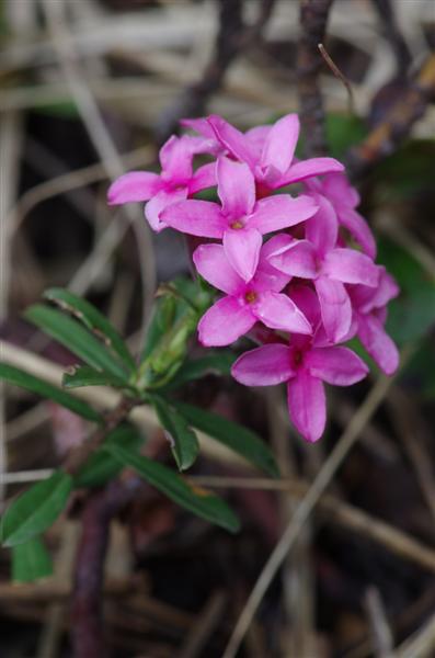 Daphne cneorum