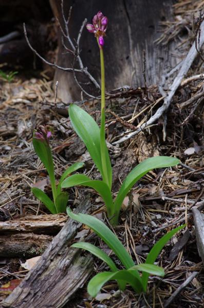 Orchis spitzelii