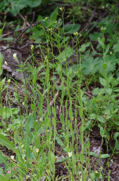 Arabis nova