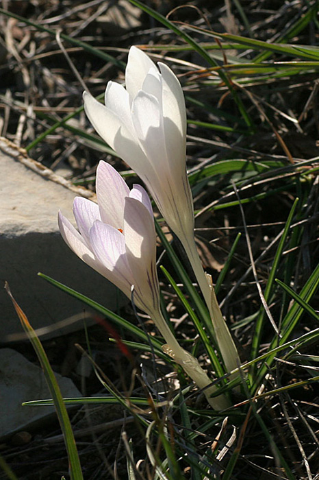 Crocus versicolor 1a.jpg