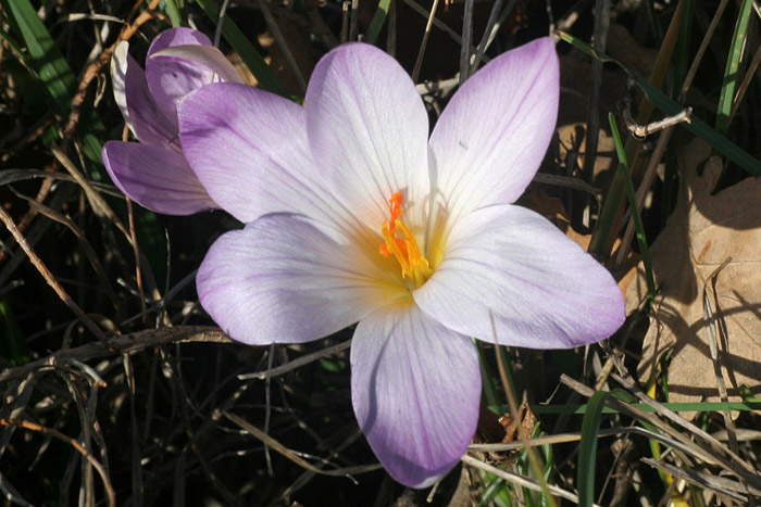 Crocus versicolor 2.jpg