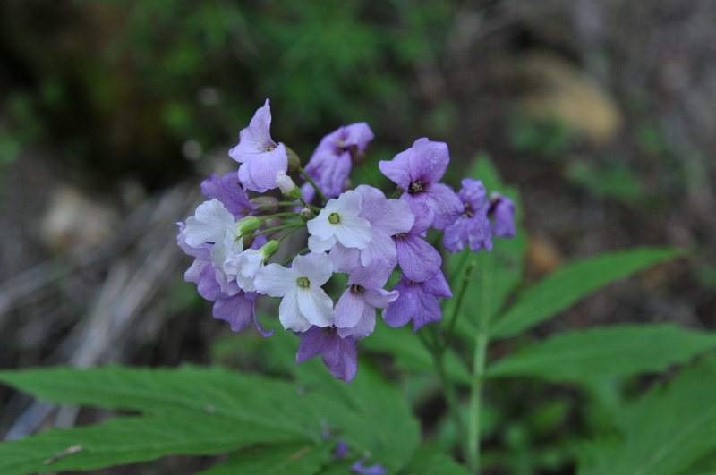 Cardamine heptaphylla.jpeg